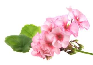 Hawaii Massage Continuing Education