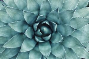 New Mexico massage 12 CE New mexico massage continuing education